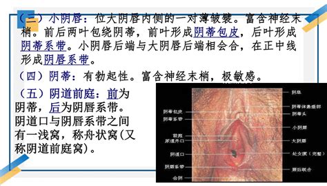 身體結構圖女|女性生殖系統